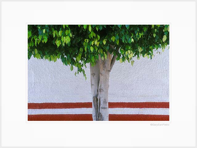 Tree with Red Stripe